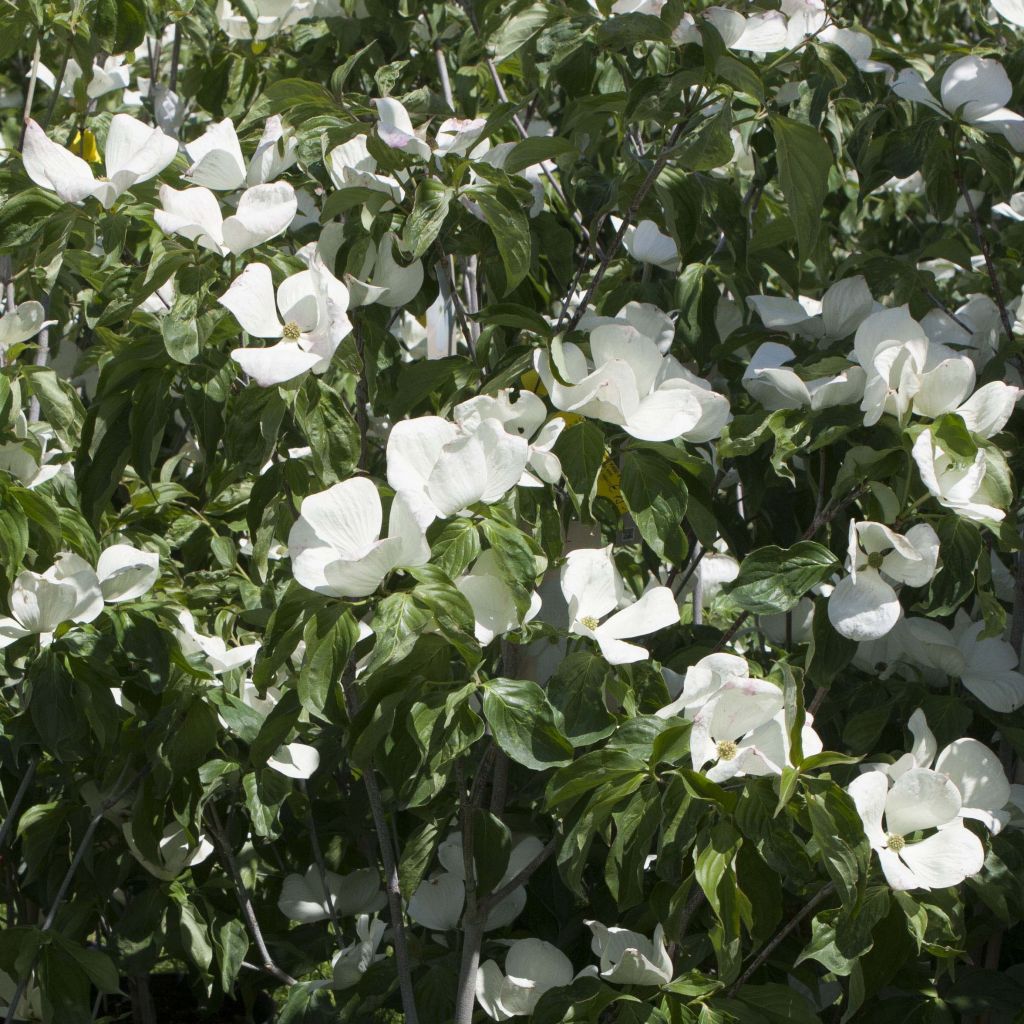 Japanischer Blumen-Hartriegel Venus - Cornus kousa