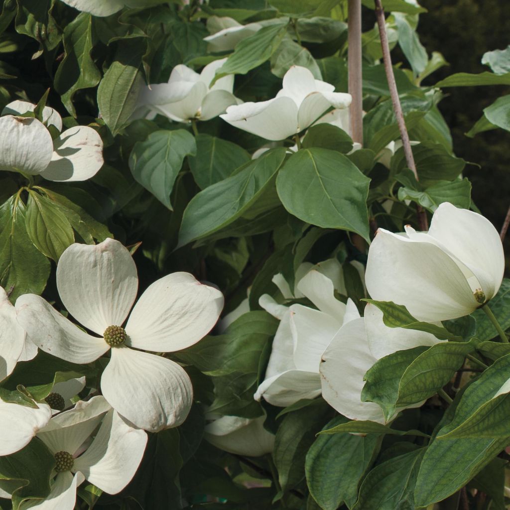 Japanischer Blumen-Hartriegel Venus - Cornus kousa