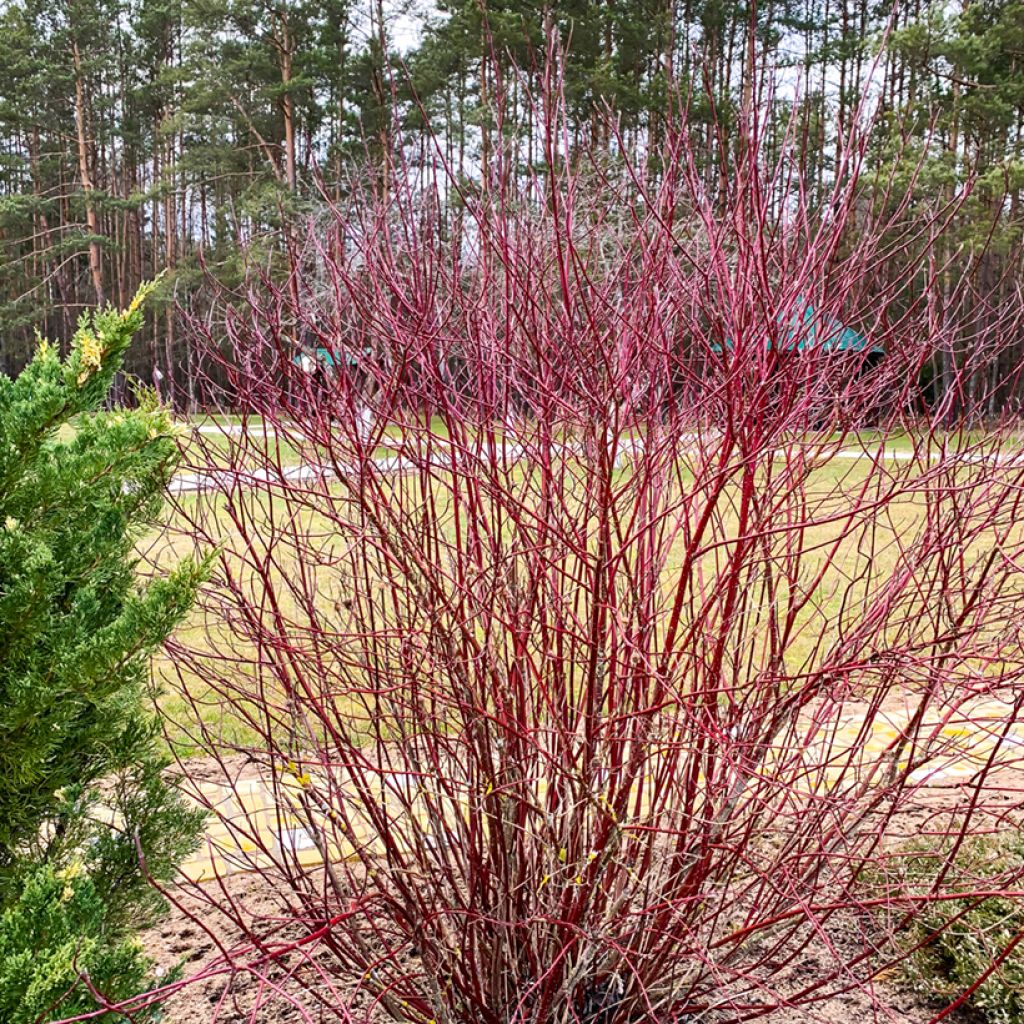 Roter Hartriegel - Cornus sanguinea