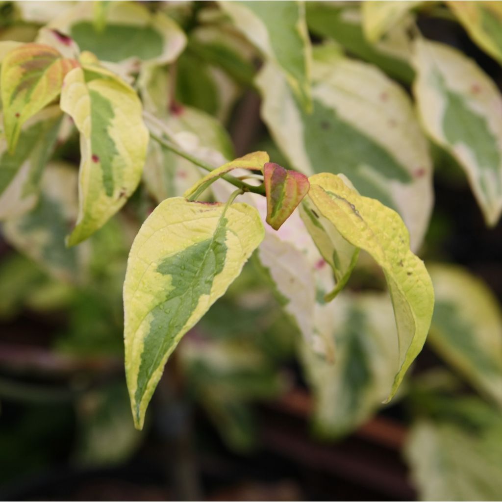 Cornus alternifolia Golden Shadows - Wechselblättriger Hartriegel