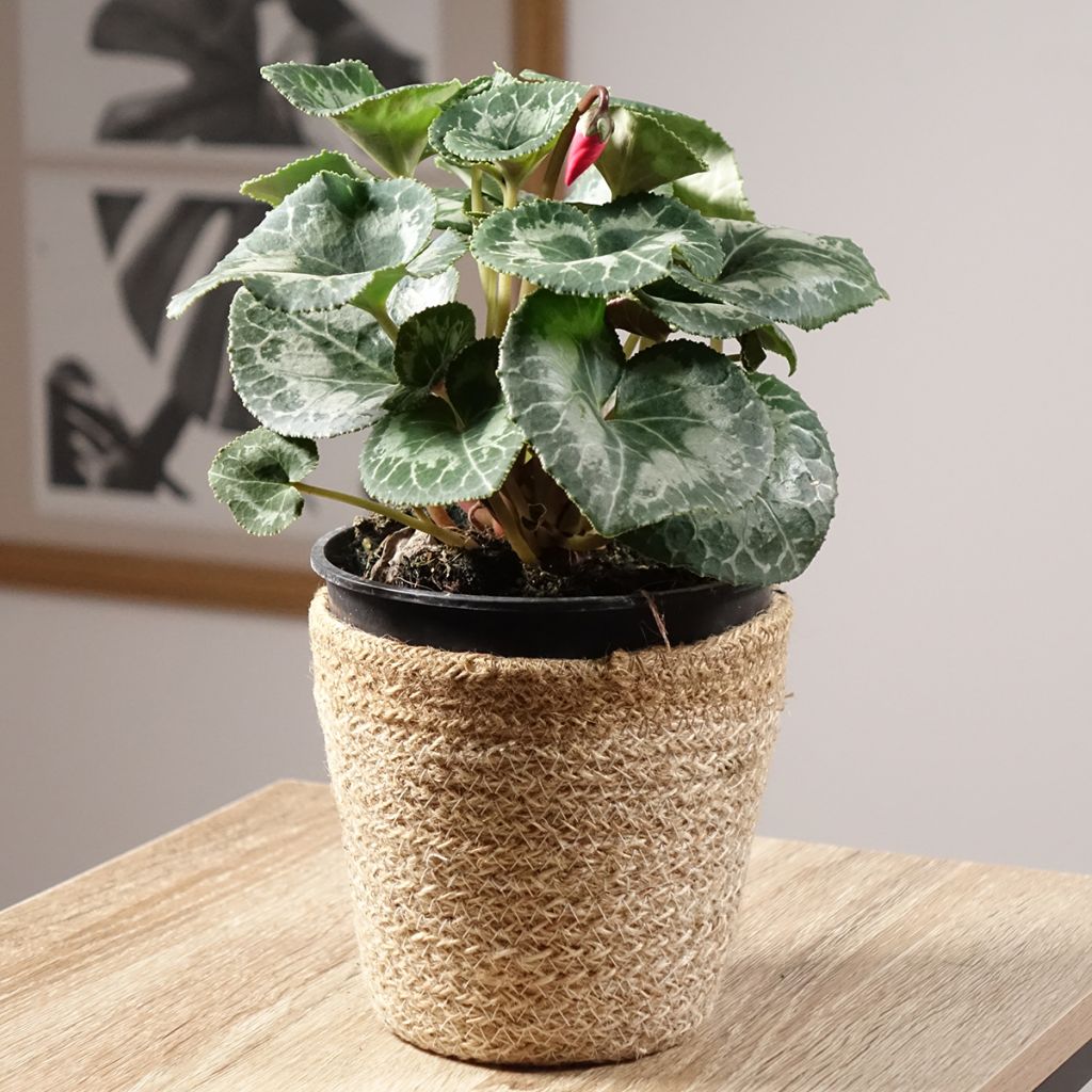 Rotter Cyclamen Persicum - Zimmer-Alpenveilchen