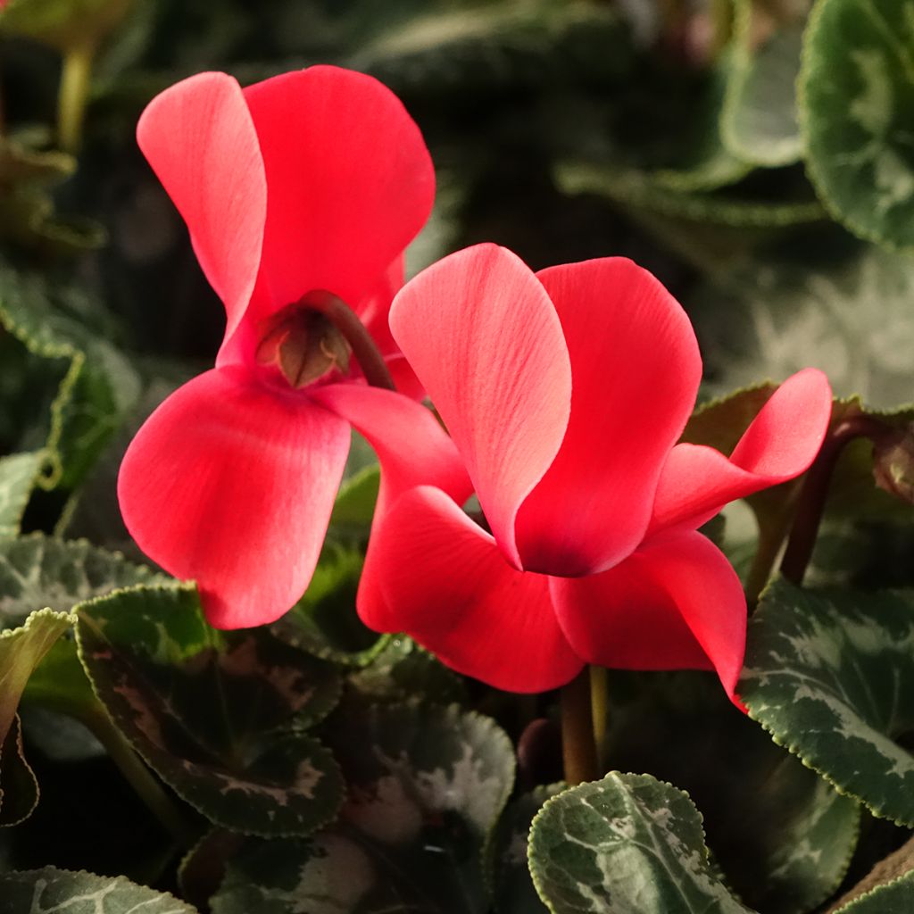 Rotter Cyclamen Persicum - Zimmer-Alpenveilchen