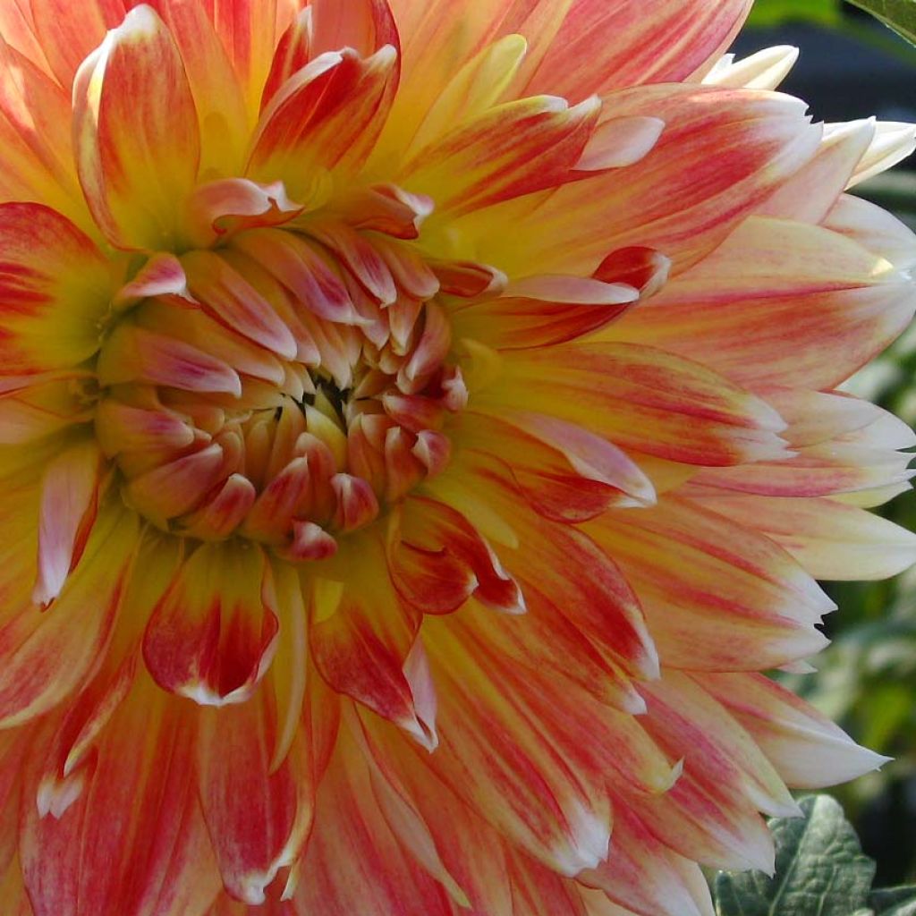 Schmuck-Dahlie Peaches and Cream