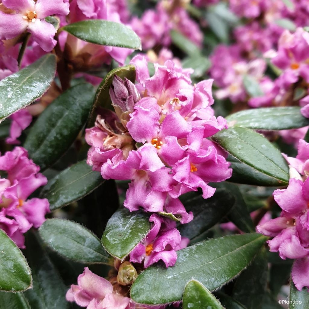 Seidelbast Sweetheart - Daphne