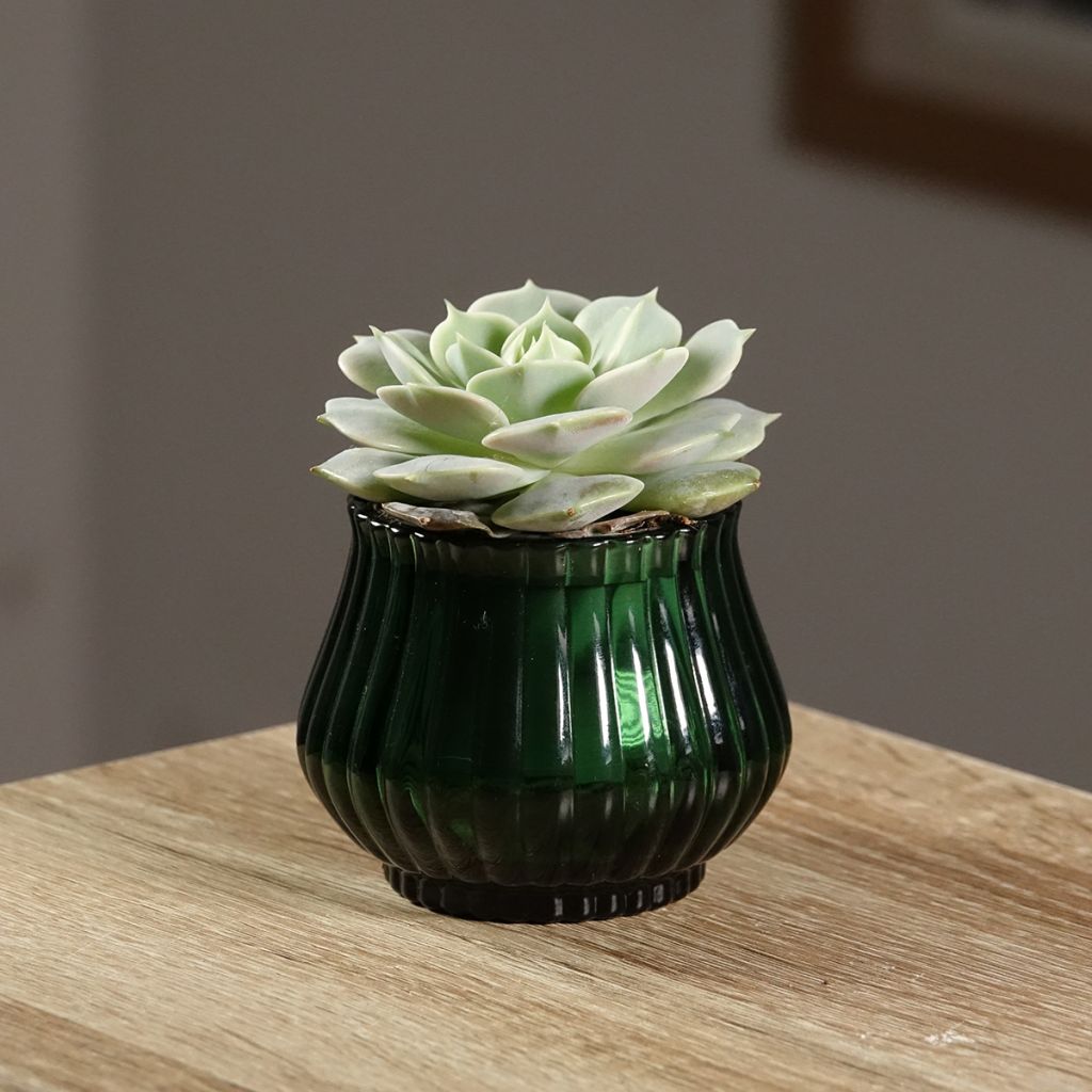 Echeveria Lola - Echeverie