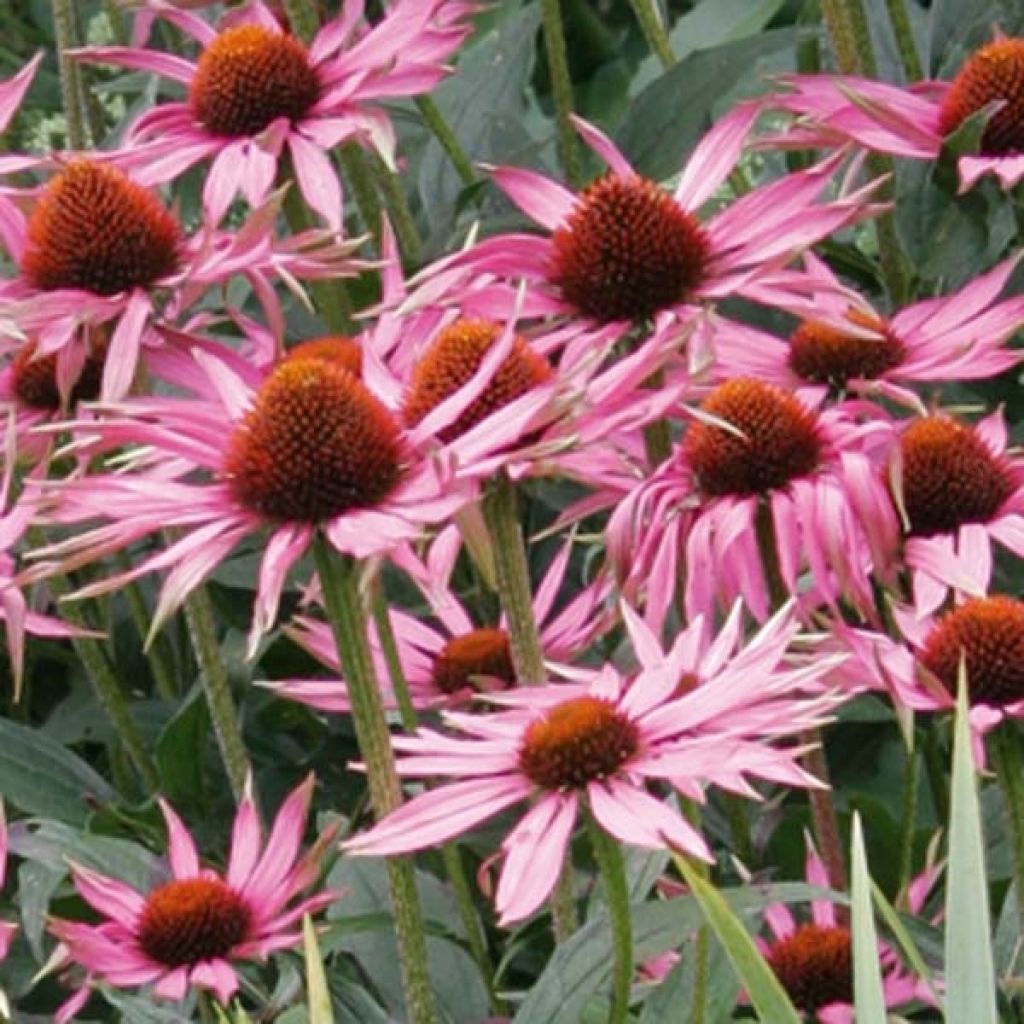 Echinacea purpurea Maxima - Sonnenhut