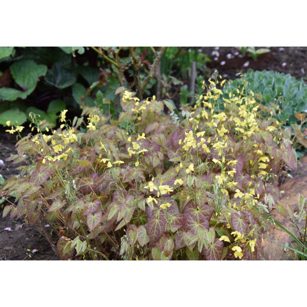 Epimedium perralchicum Fröhnleiten - Elfenblume
