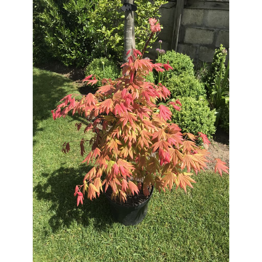 Japanischer Ahorn Moonrise - Acer shirasawanum