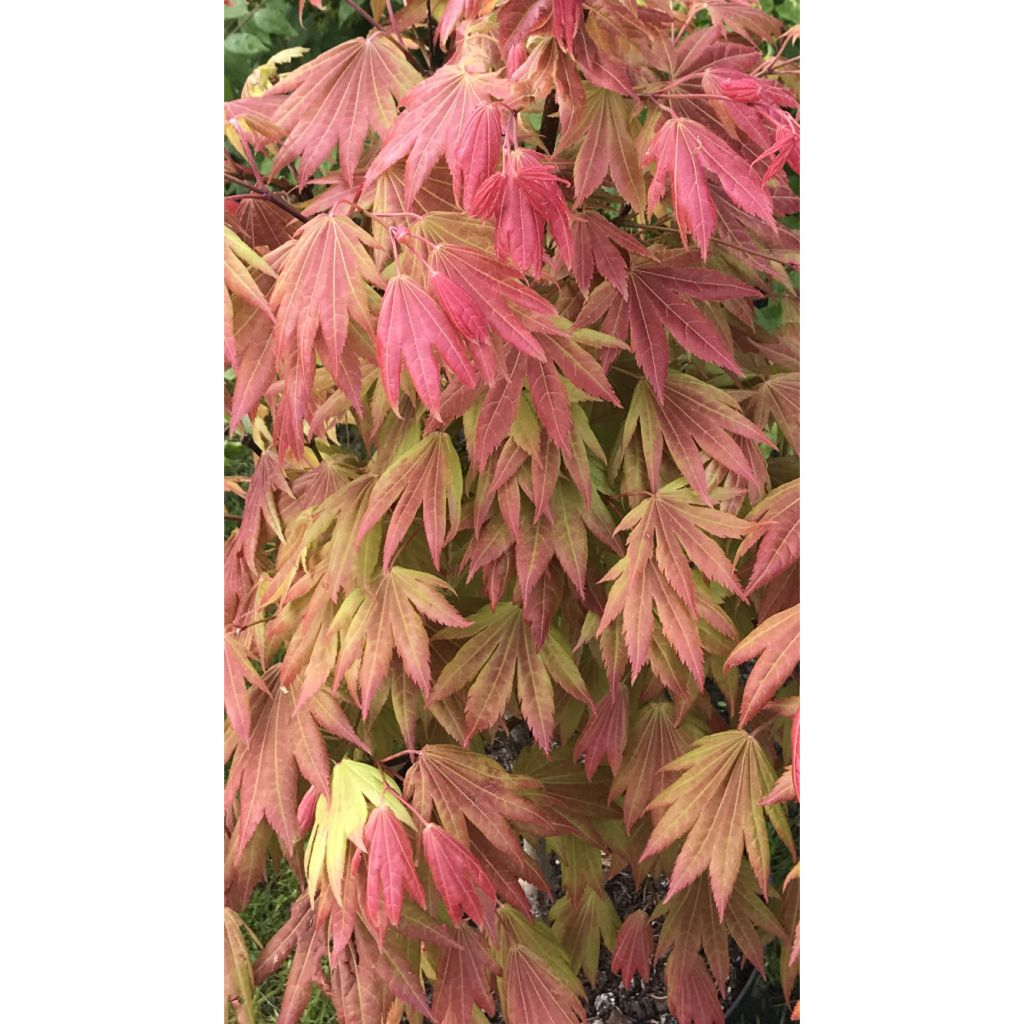 Japanischer Ahorn Moonrise - Acer shirasawanum