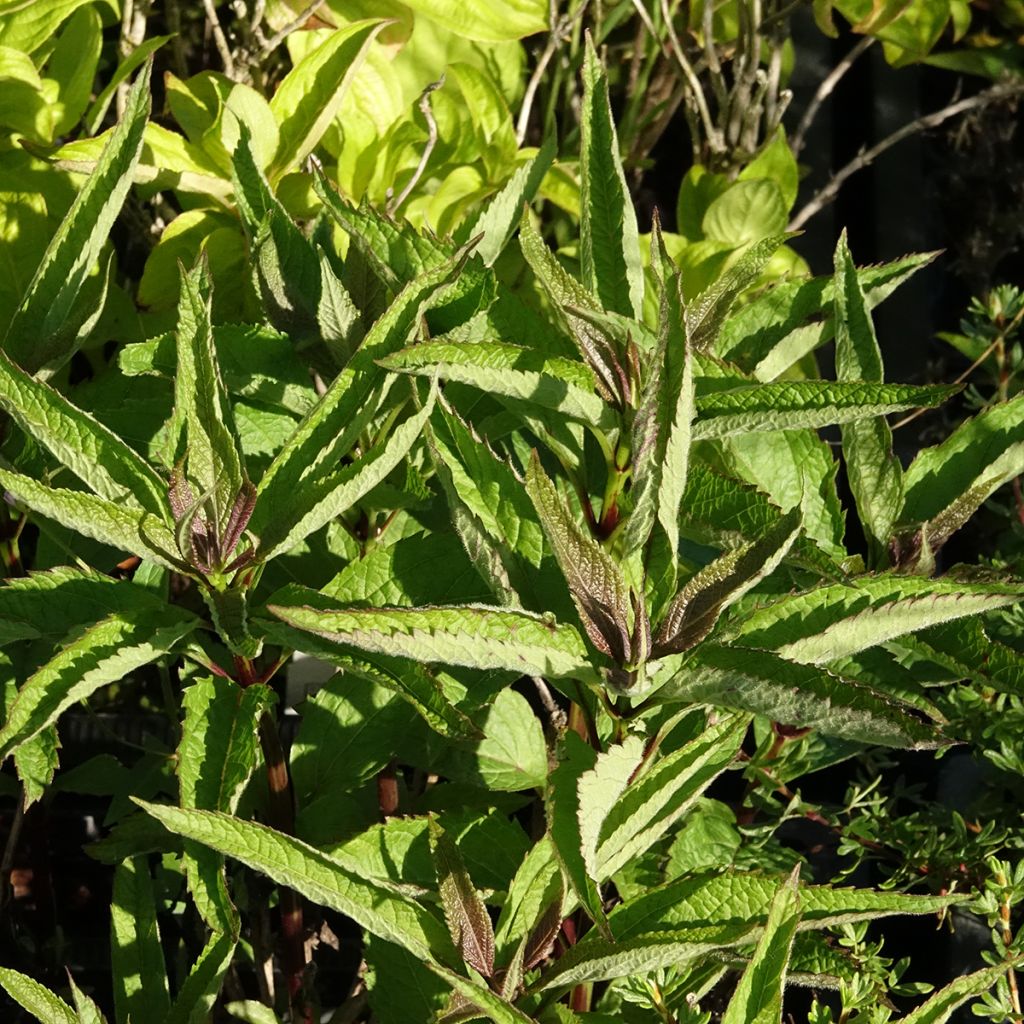 Eupatorium Baby Joe - Wasserdost