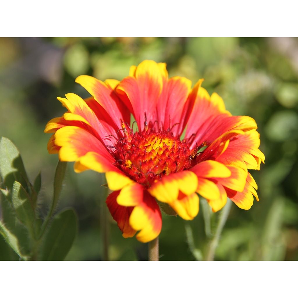 Kokardenblume Kobold - Gaillardia grandiflora