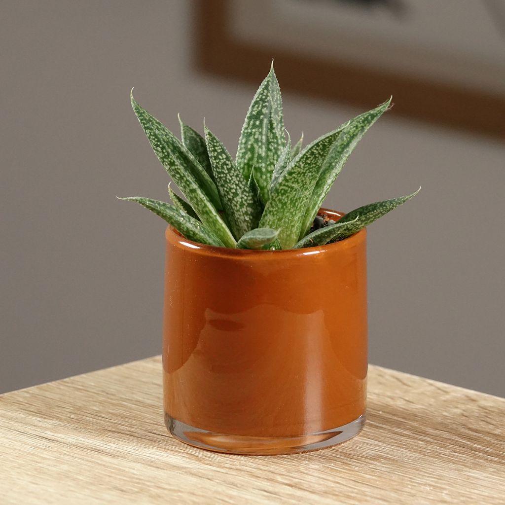 Gasteria D. Delta