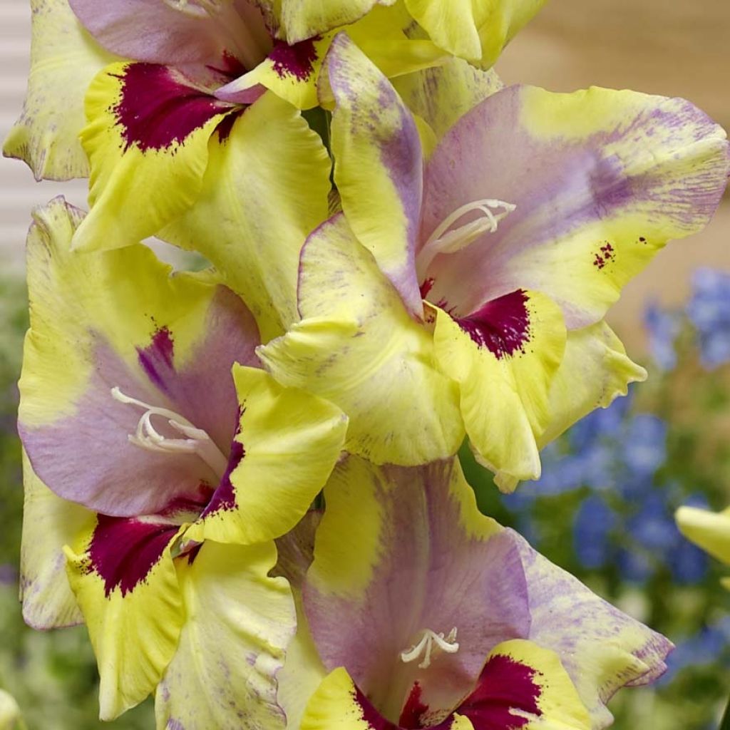 Großblütige Gladiole Oracle - Gladiolus