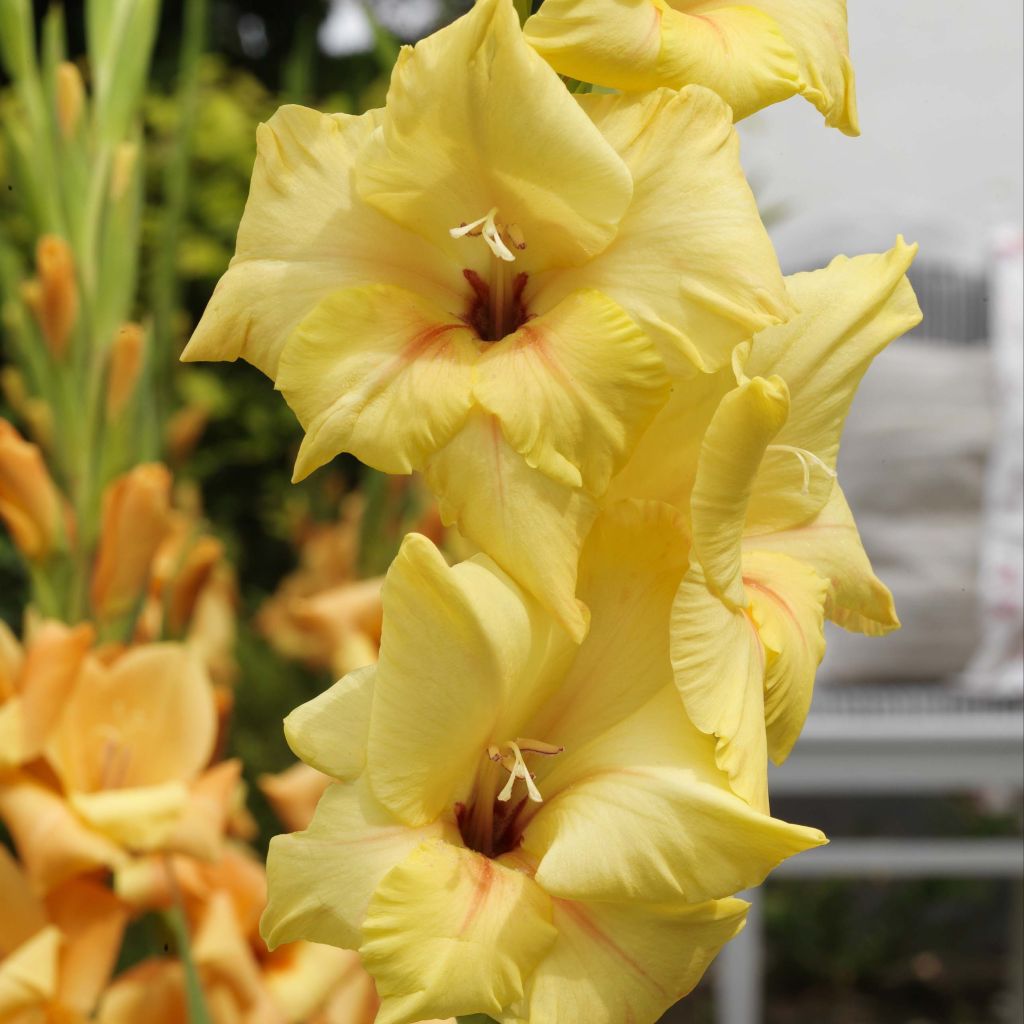 Großblütige Gladiole Ovatie - Gladiolus