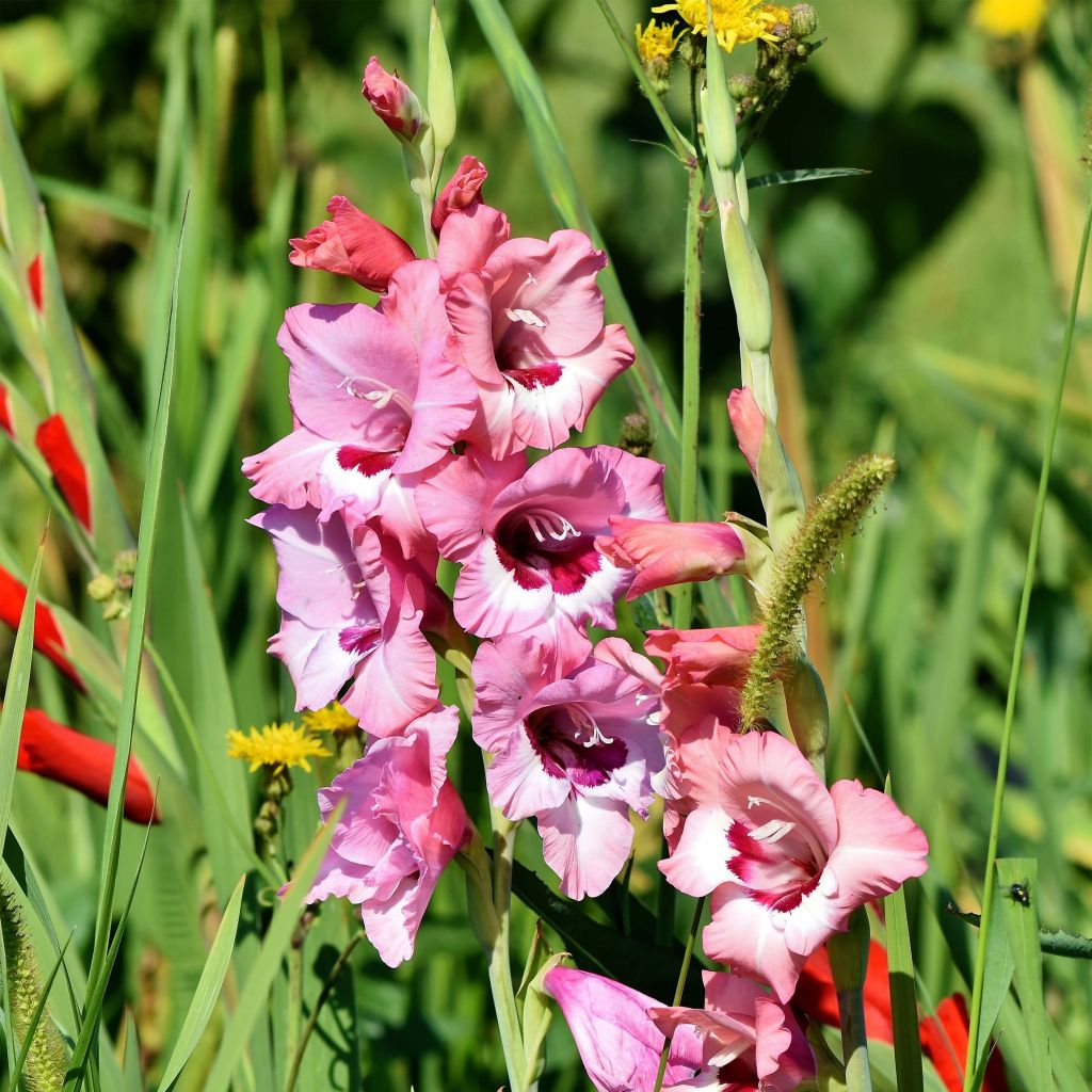 Großblütige Gladiole Wine and Roses - Gladiolus