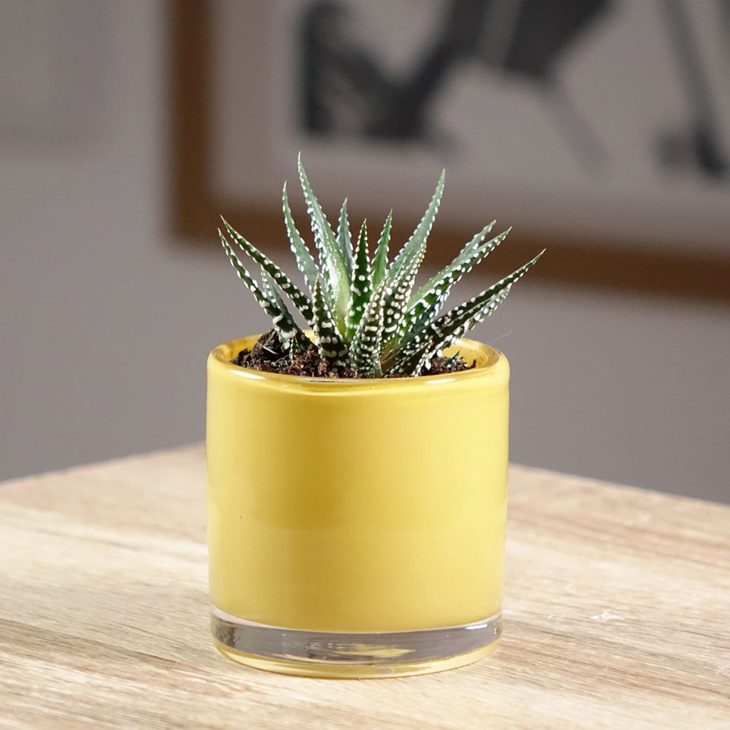 Haworthia Big Band