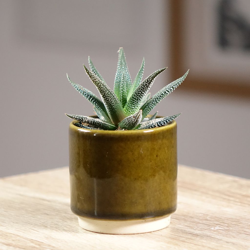 Haworthia fasciata Concolor