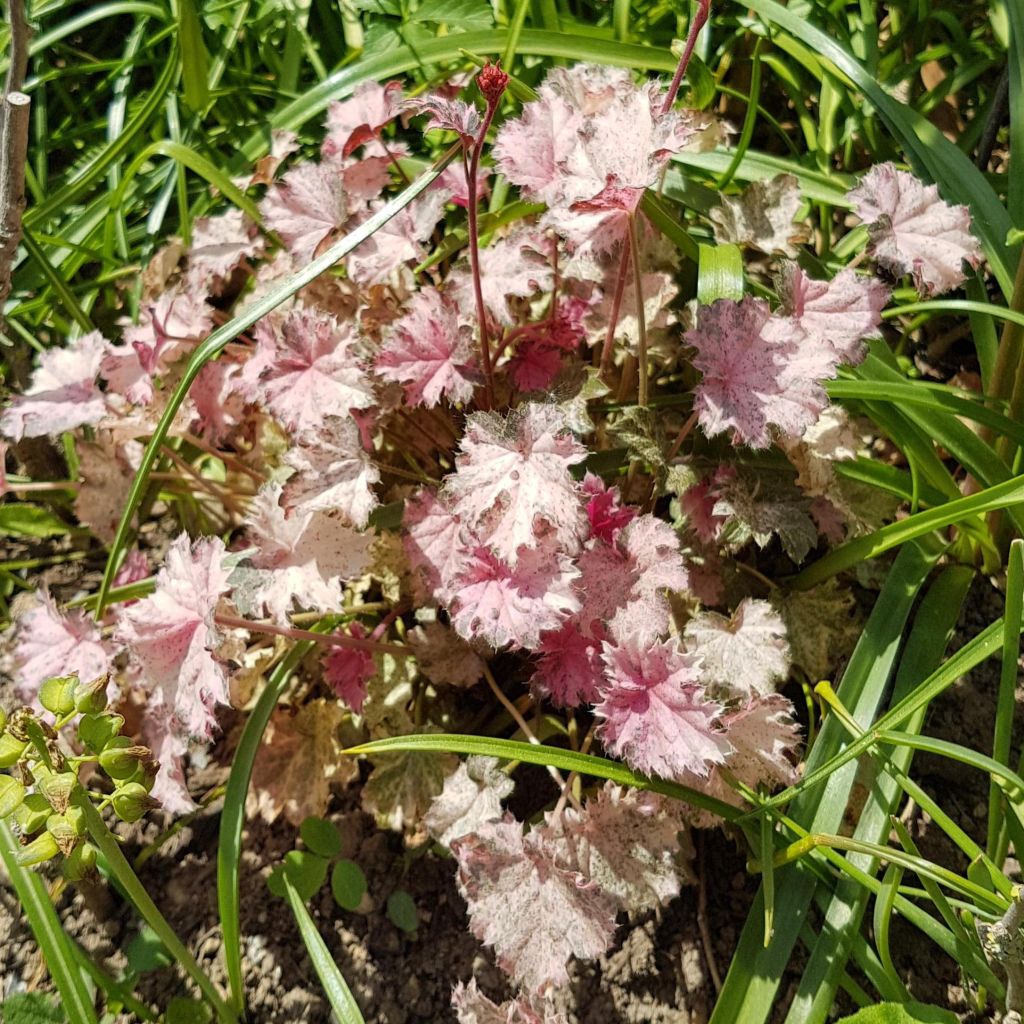 Heuchera Pinky Panky - Purpurglöckchen