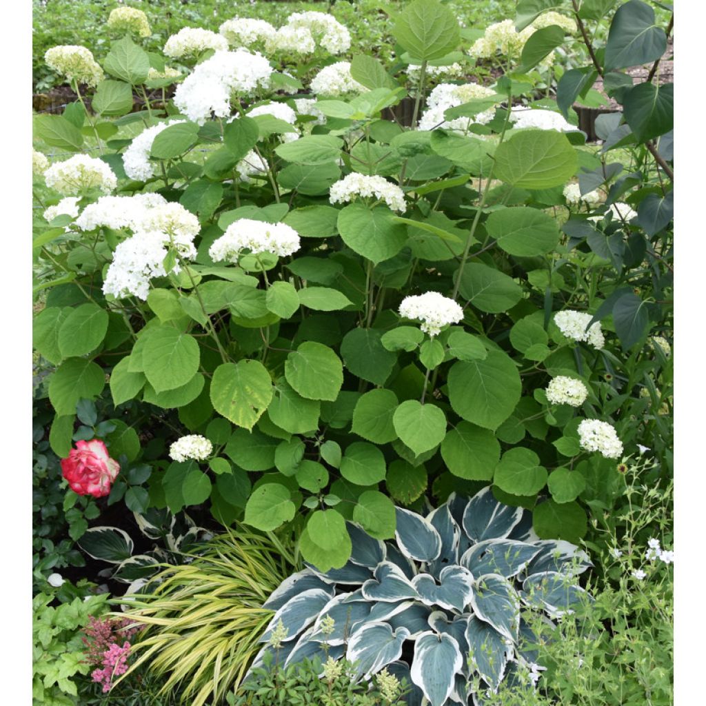 Schneeballhortensie Annabelle - Hydrangea arborescens