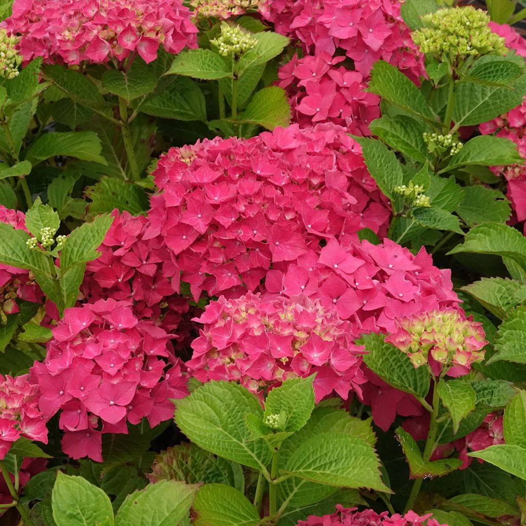 Hydrangea macrophylla Glowing Amber - Bauernhortensie