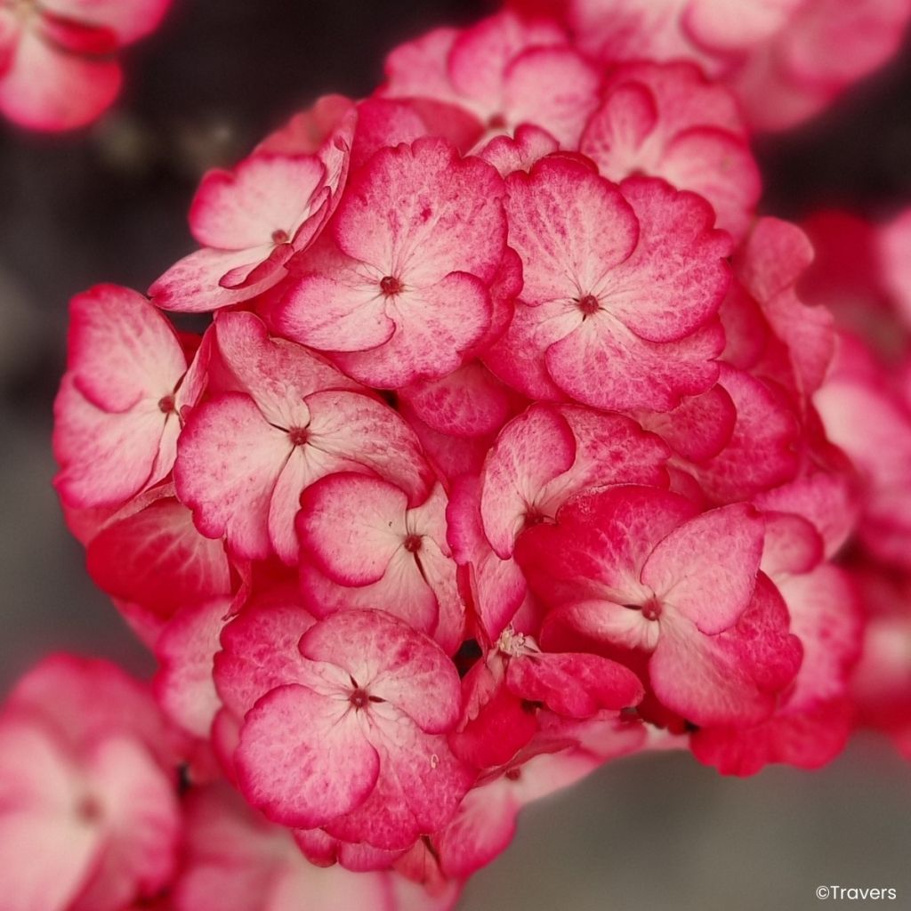Hydrangea macrophylla x serrata Black Velvet Darbi - Bauernhortensie