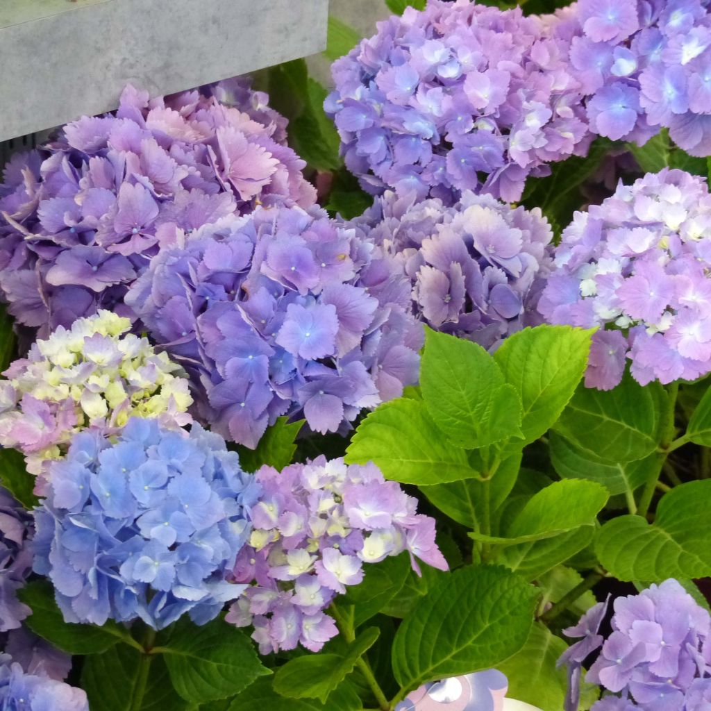 Hydrangea macrophylla L.A Dreamin - Bauernhortensie
