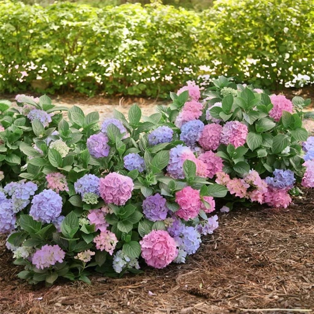 Hydrangea macrophylla L.A Dreamin - Bauernhortensie