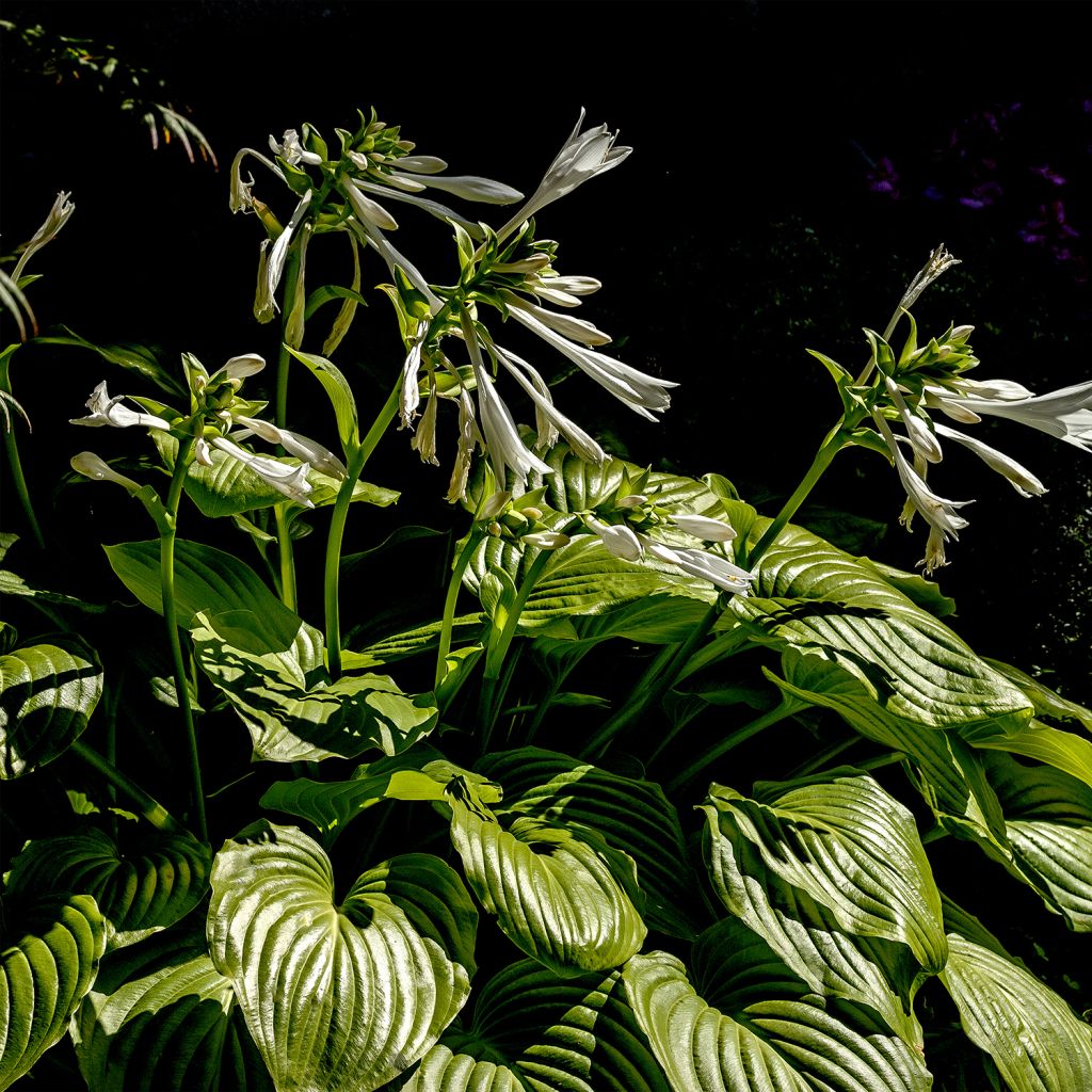Hosta plantaginea grandiflora - Garten-Funkie