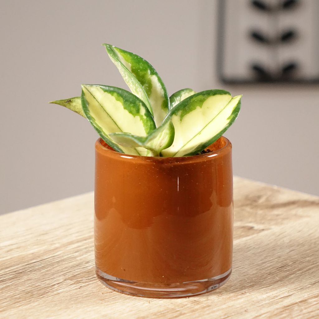 Hoya carnosa Tricolor - Porzellanblume