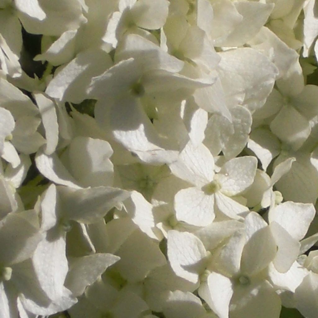 Schneeballhortensie Annabelle - Hydrangea arborescens