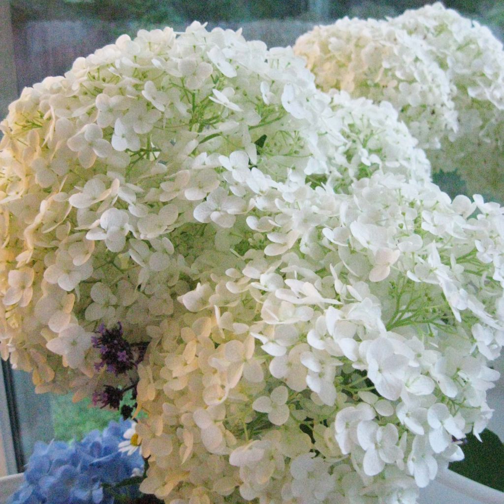 Schneeballhortensie Annabelle - Hydrangea arborescens