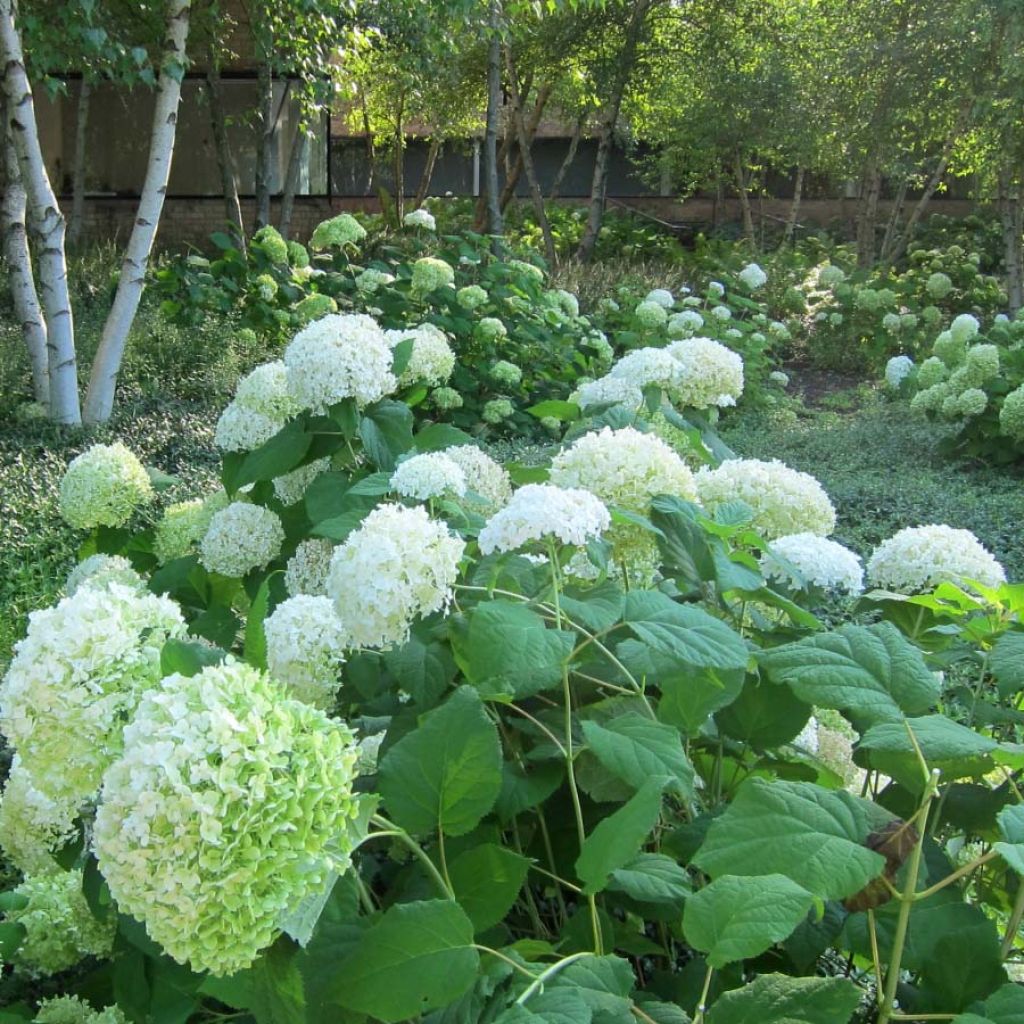 Schneeballhortensie Annabelle - Hydrangea arborescens