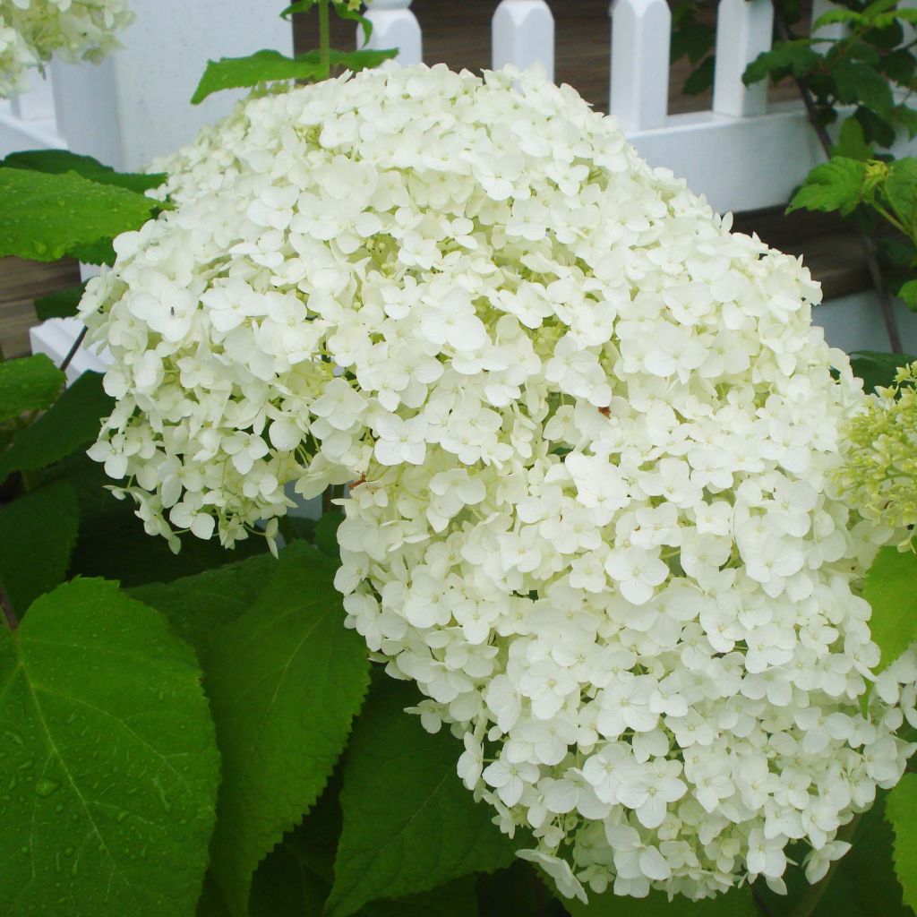 Schneeballhortensie Annabelle - Hydrangea arborescens