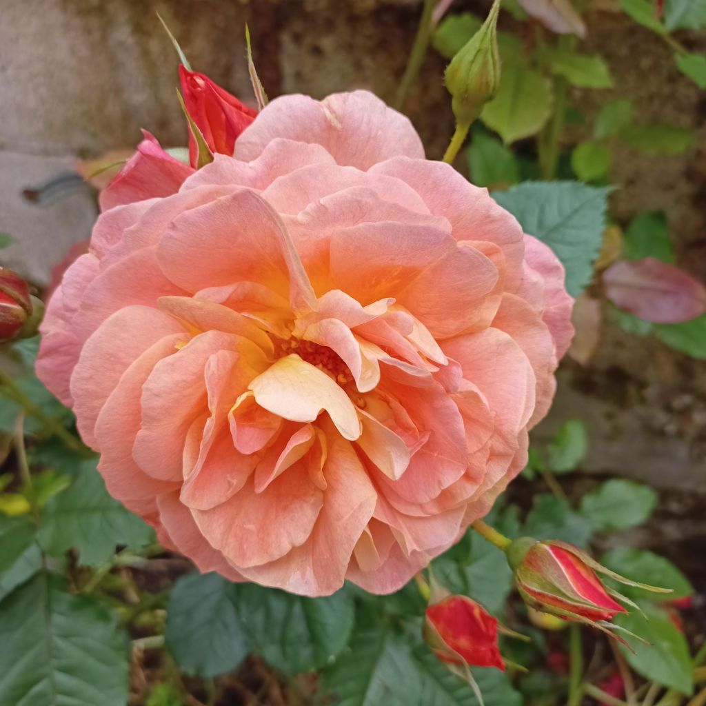 Rosa Westerland - Moderne Strauchrosen