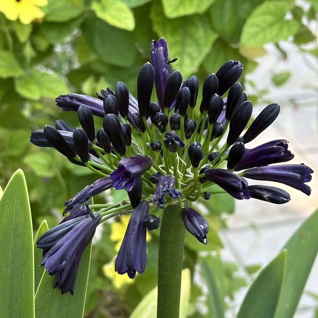 Agapanthus inapertus subsp. pendulus Black Magic - Schmucklilie