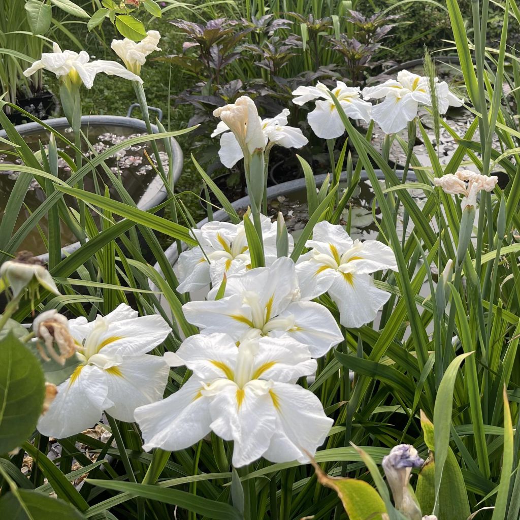 Iris ensata White Ladies - Japanische Schwertlilie