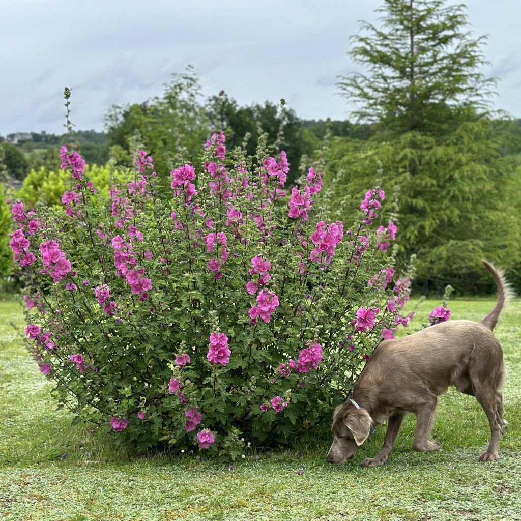 Lavatera thuringiaca Bredon Springs - Strauchpappel