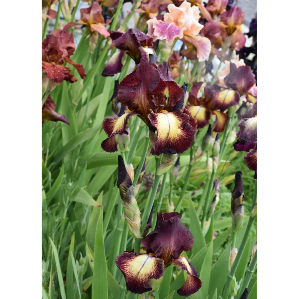 Iris Provençal - Schwertlilie