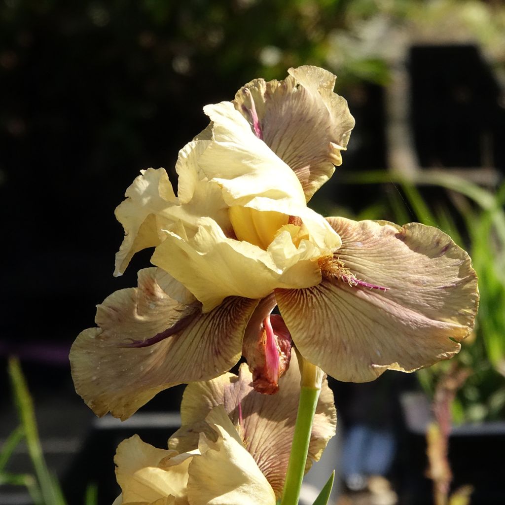 Iris Thornbird - Schwertlilie