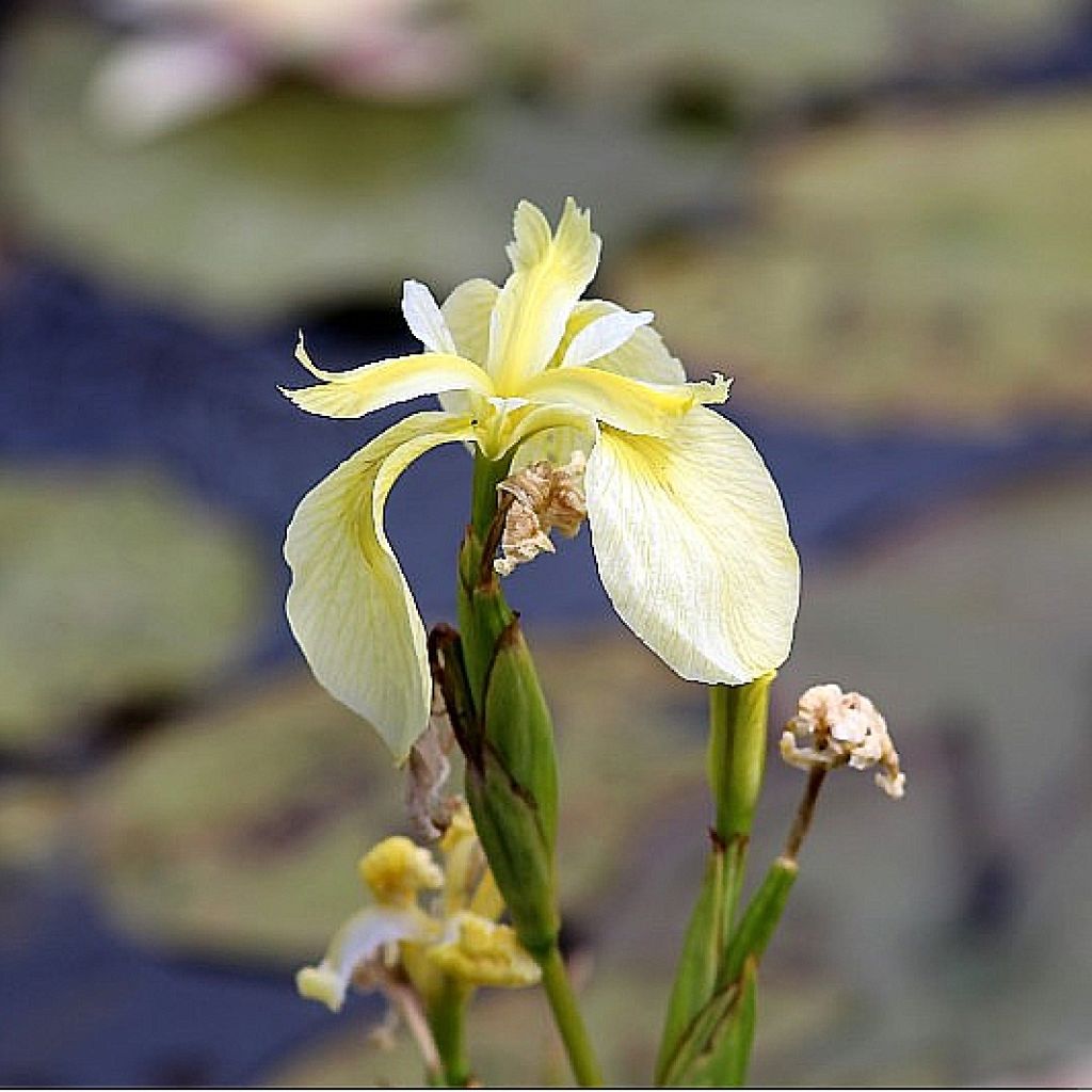 Iris pseudacorus Creme de la Creme - Gelbe Sumpf-Schwertlilie