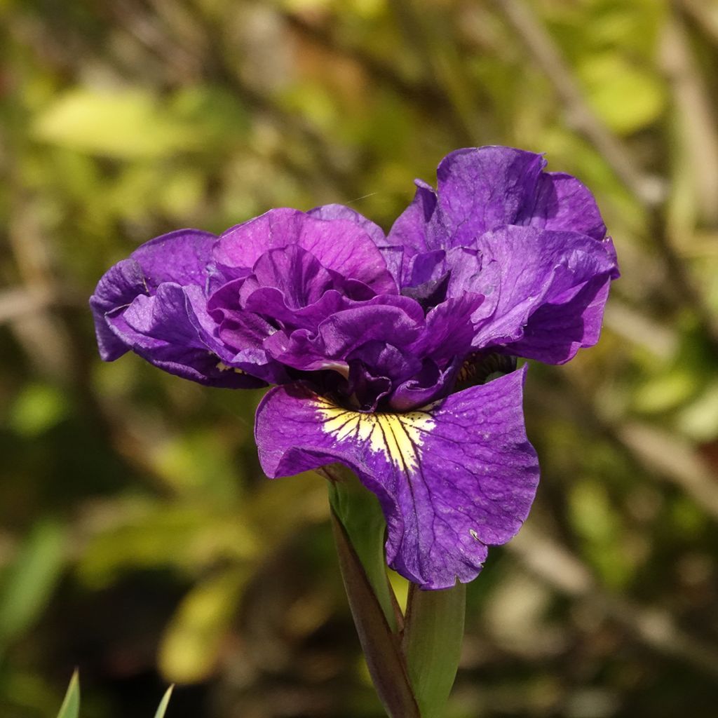 Iris sibirica Bundle of Joy - Sibirische Schwertlilie