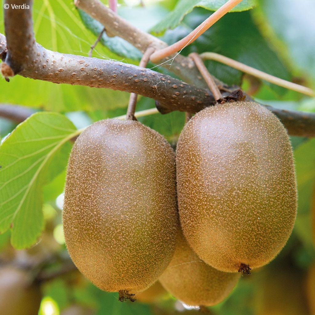 Duo Gelbe Chinesische Strahlengriffely Kiw'Happy männlich und weiblich - Actinidia chinensis