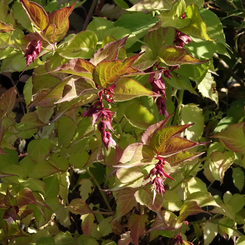 Leycesteria formosa Little Lanterns - Buntdachblume