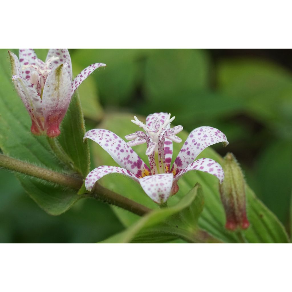 Tricyrtis hirta Miyazaki - Krötenlilie
