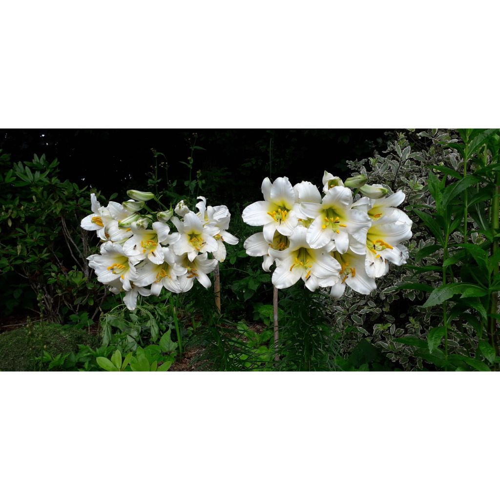 Königs-Lilie - Lilium regale