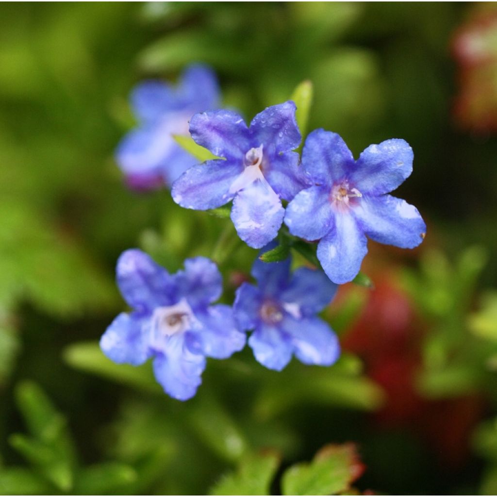 Steinsame Heavenly Blue - Lithodora diffusa
