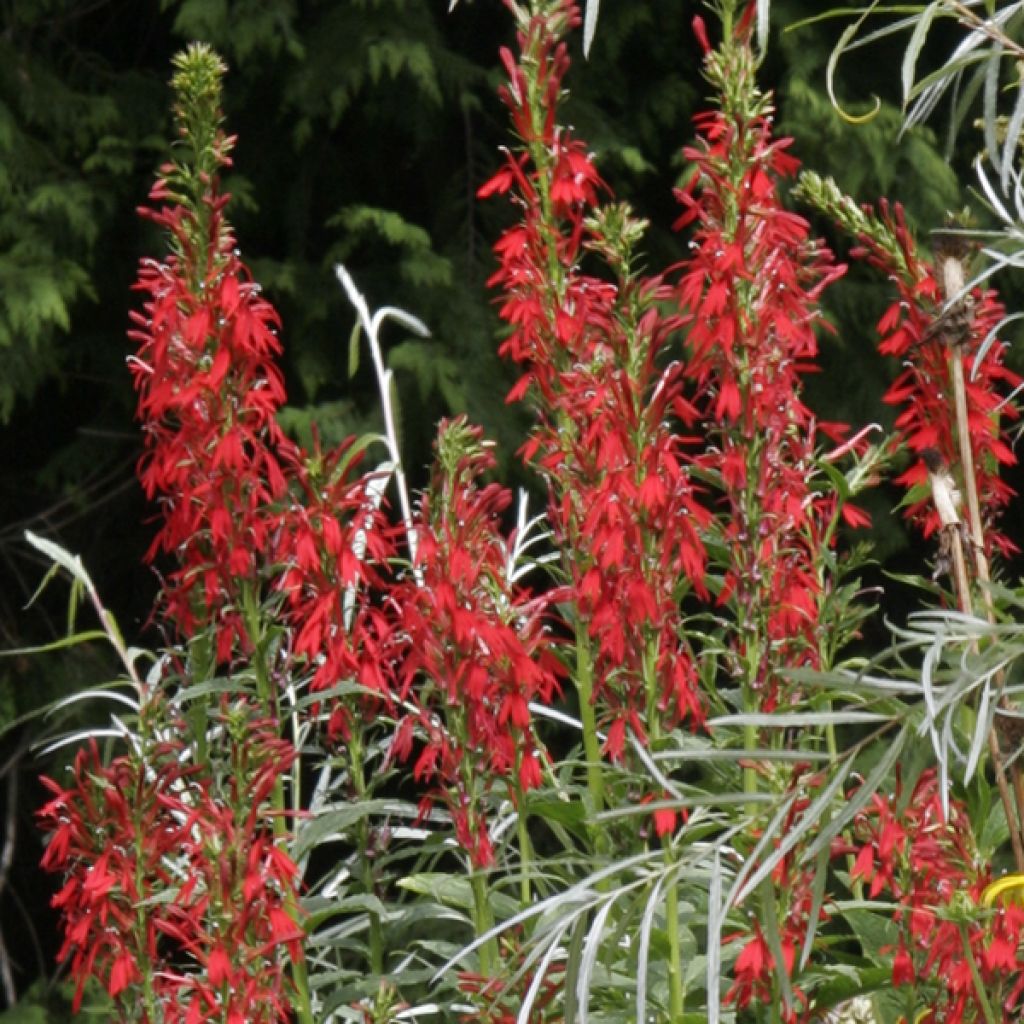 Prachtlobelie Fan burgundy - Lobelia speciosa