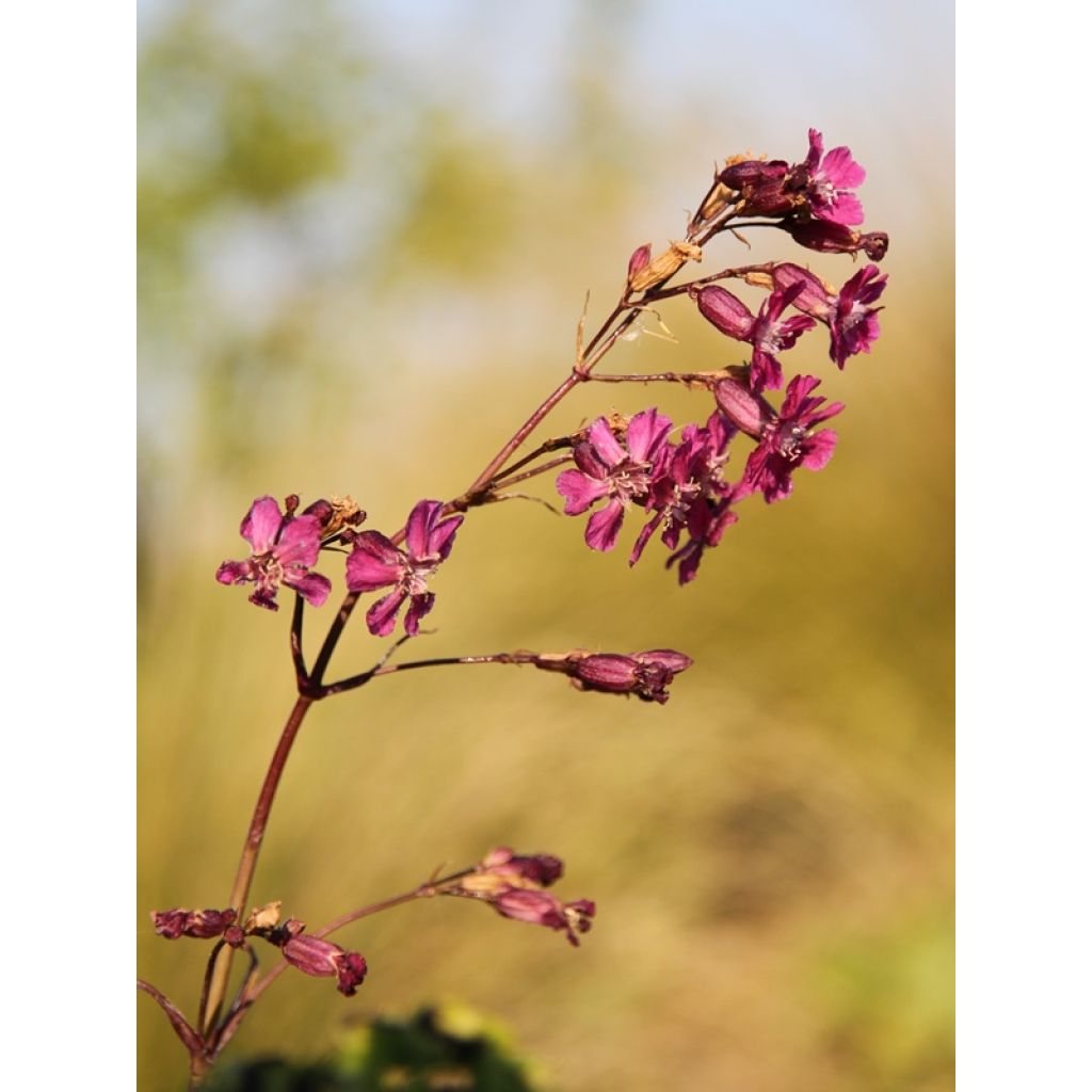 Gewöhnliche Pechnelke Splendens - Lychnis viscaria