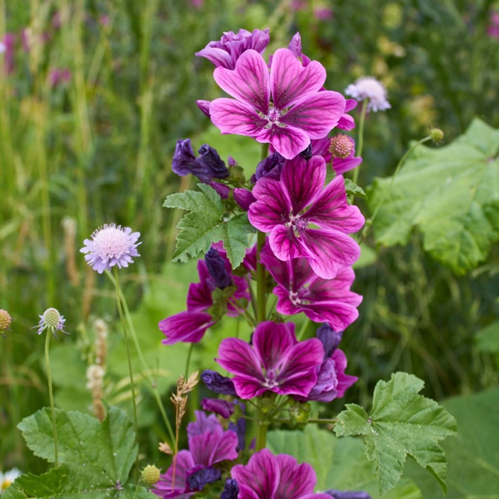 Malva sylvestris var. mauritiana (Samen) - Wilde Malve