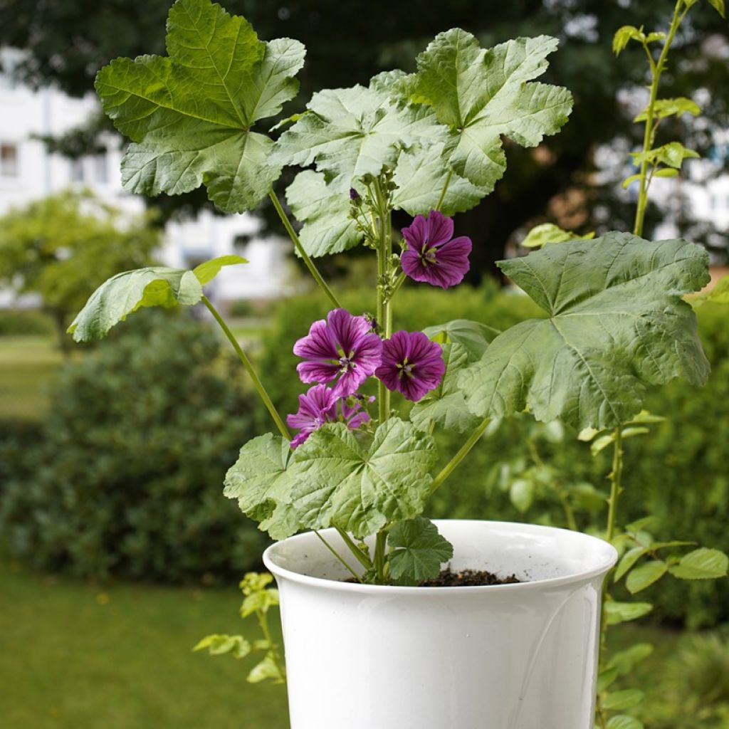 Malva sylvestris var. mauritiana (Samen) - Wilde Malve